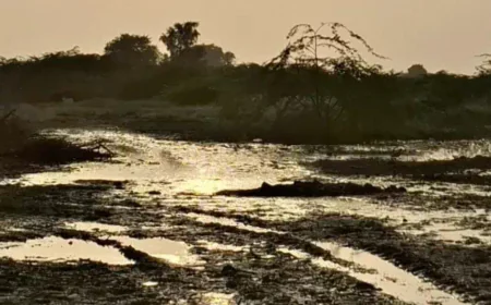 पाकिस्तान के जहरीले पानी से राजस्थान की फसलें तबाह: 12 हजार बीघा खेत बंजर, घरों की दीवारों में दरारें