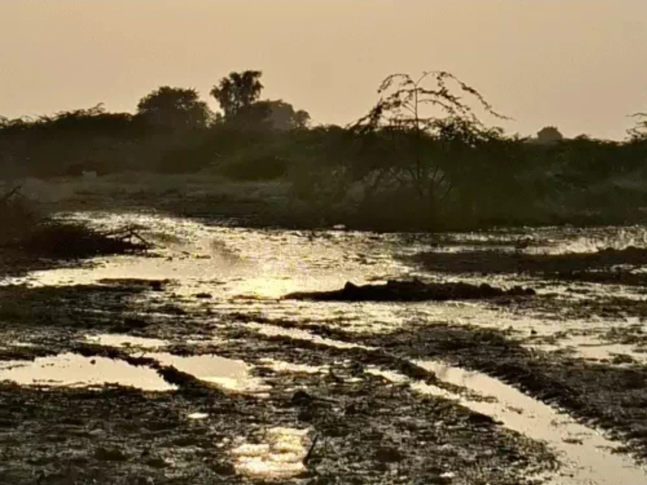 पाकिस्तान के जहरीले पानी से राजस्थान की फसलें तबाह: 12 हजार बीघा खेत बंजर, घरों की दीवारों में दरारें