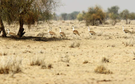गोडावण को बचाने के लिए सुप्रीम कोर्ट का ऐतिहासिक आदेश, जैसलमेर-बाड़मेर में ऊर्जा परियोजनाओं पर रोक