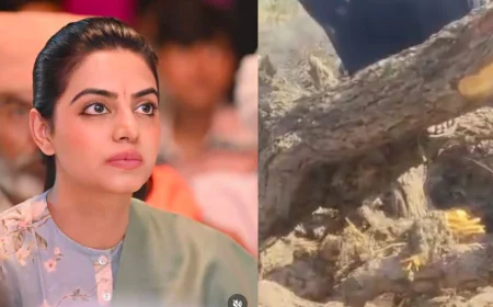 ओसियां में खेजड़ी का कत्लेआम सोलर प्लांट के लिए कटे 100 पेड़ दिव्या मदेरणा का सरकार पर प्रहार।