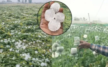 आसमानी आफत राजस्थान में ओलों का कहर,अफीम बचाने को किसानों ने लगाया गजब का 'ग्लास जुगाड़'।