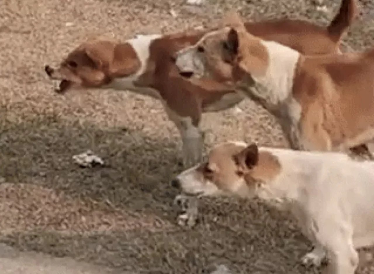 राजस्थान के अस्पतालों में आवारा कुत्तों पर सख्ती, डॉक्टर बनाए गए नोडल अधिकारी