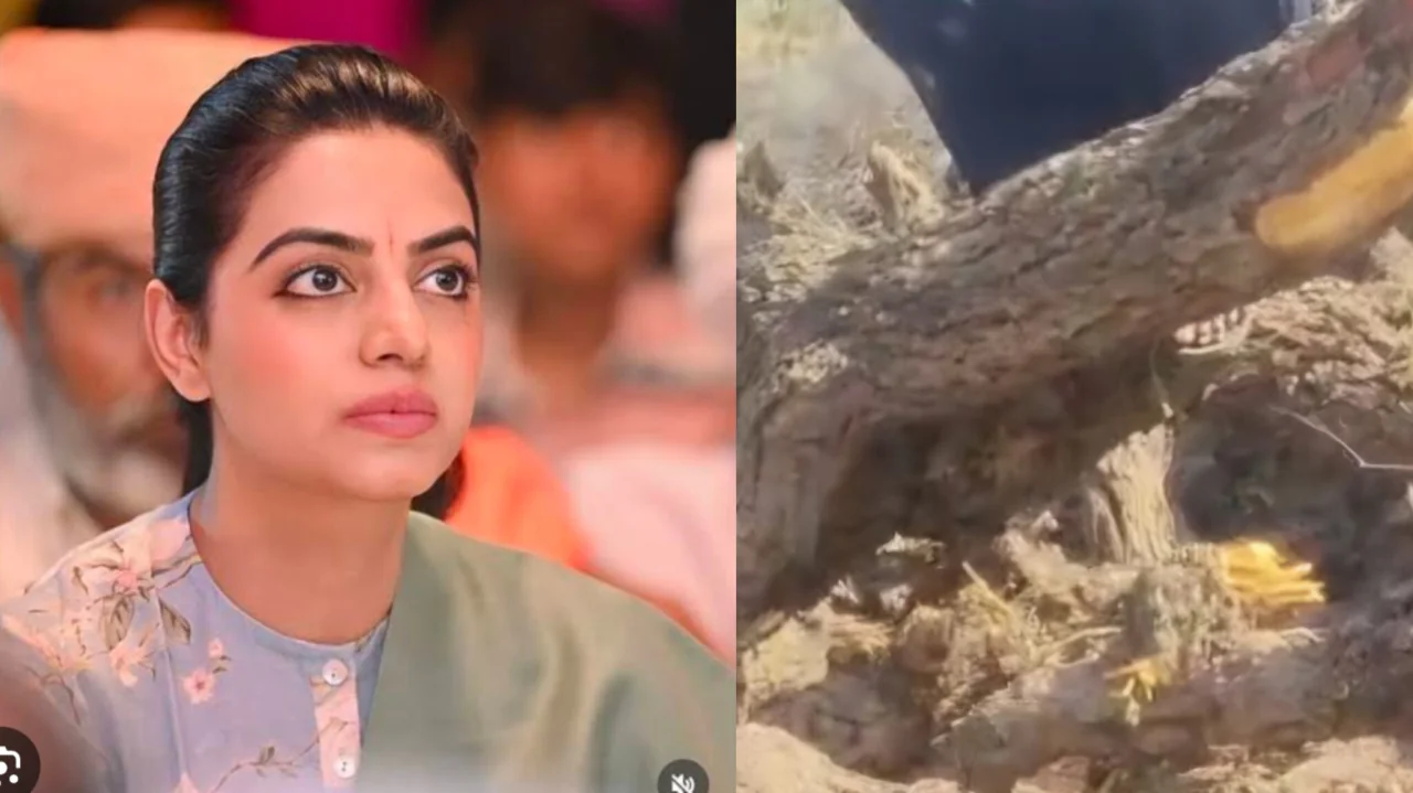 ओसियां में खेजड़ी का कत्लेआम सोलर प्लांट के लिए कटे 100 पेड़ दिव्या मदेरणा का सरकार पर प्रहार।