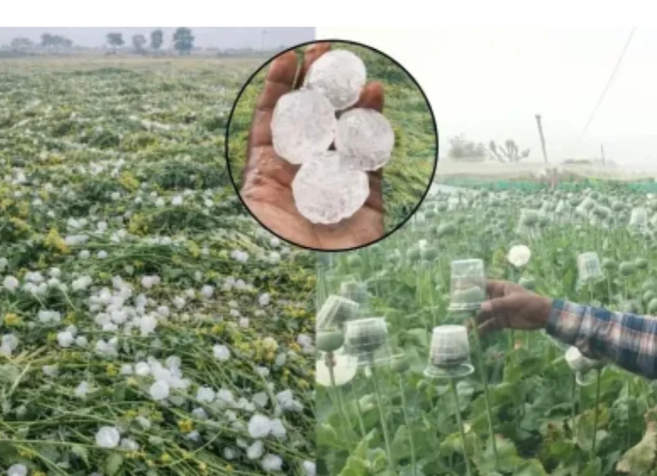 आसमानी आफत राजस्थान में ओलों का कहर,अफीम बचाने को किसानों ने लगाया गजब का 'ग्लास जुगाड़'।