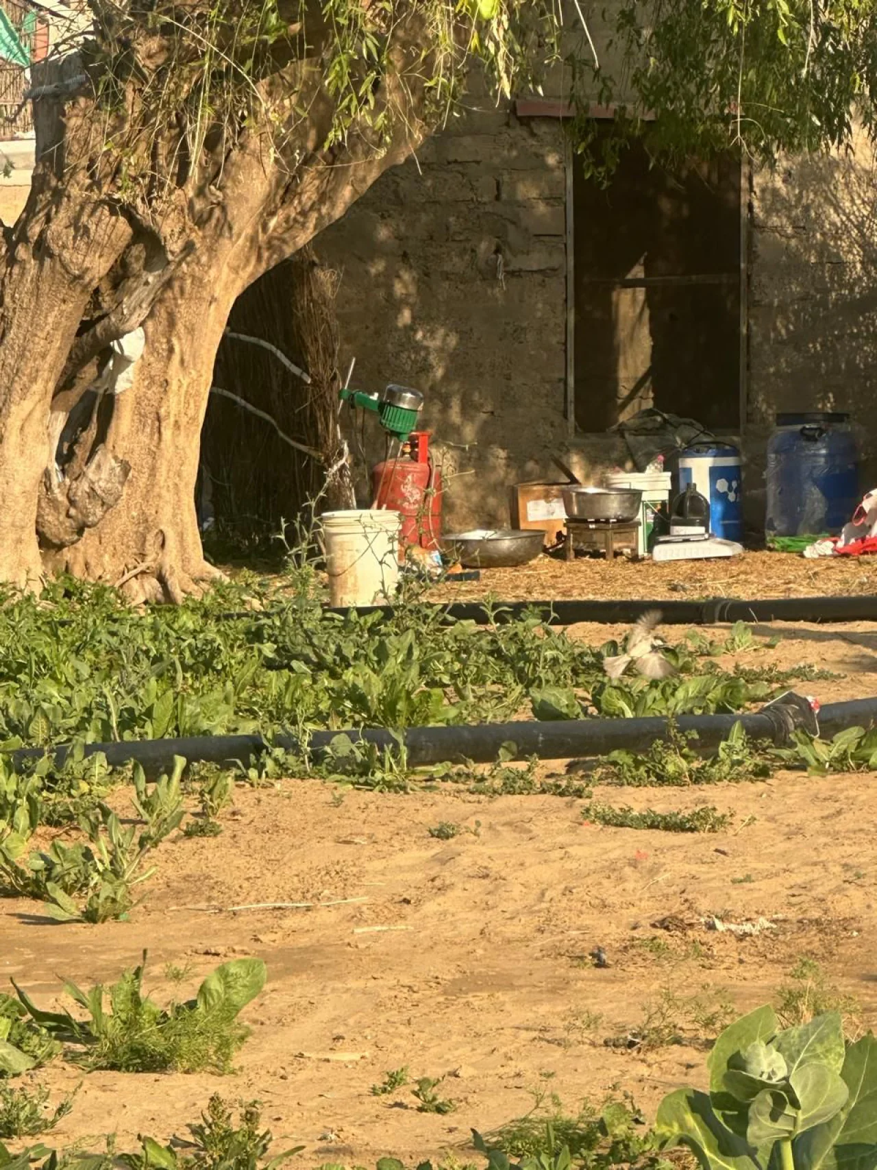 खेत में चल रही थी एमडी ड्रग्स की फैक्ट्री, पुलिस को देख भागा एक तस्कर, पुलिस ने 3 KG एमडी बरामद कर खेत मालिक समेत 2 को किया गिरफ्तार